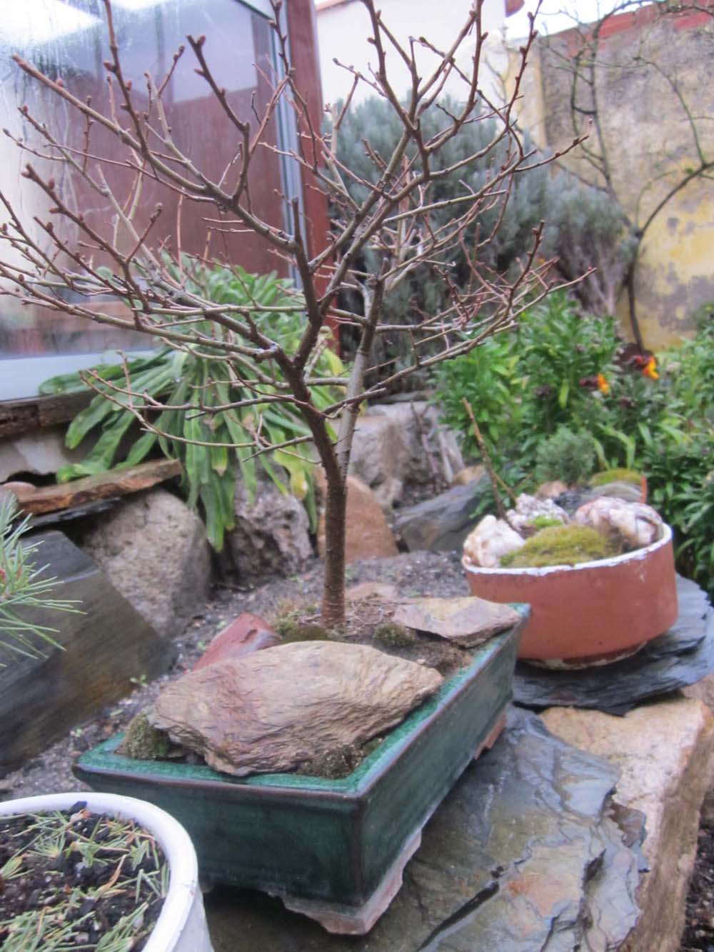 [Foto de planta, jardin, jardineria]