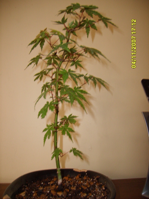 [Foto de planta, jardin, jardineria]
