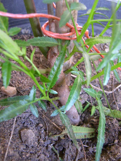 [Foto de planta, jardin, jardineria]