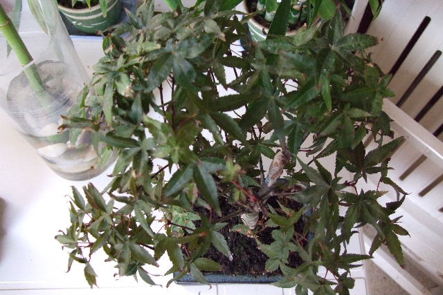[Foto de planta, jardin, jardineria]