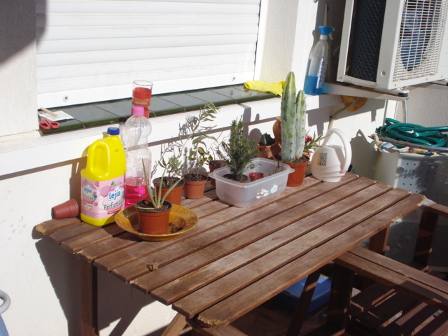 [Foto de planta, jardin, jardineria]