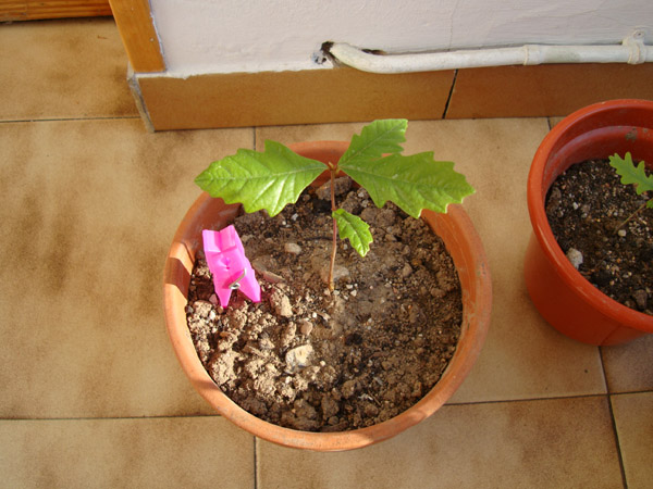 [Foto de planta, jardin, jardineria]