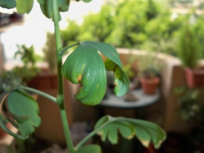 [Foto de planta, jardin, jardineria]