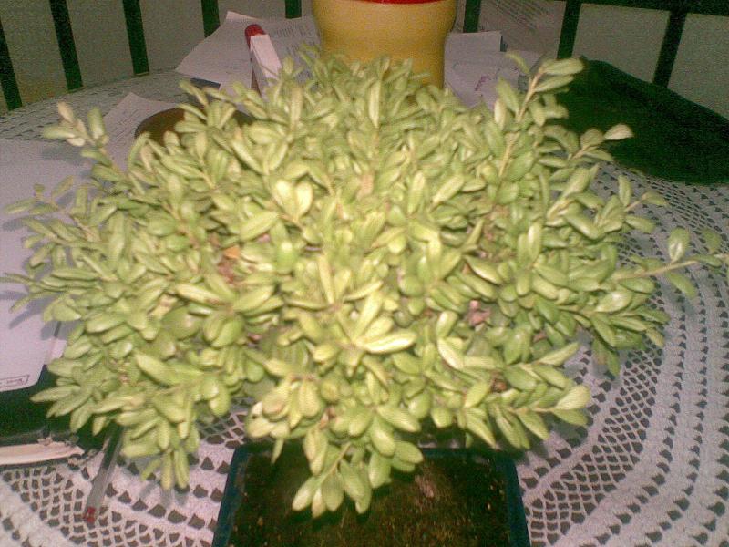 [Foto de planta, jardin, jardineria]