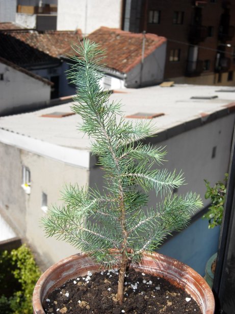 [Foto de planta, jardin, jardineria]