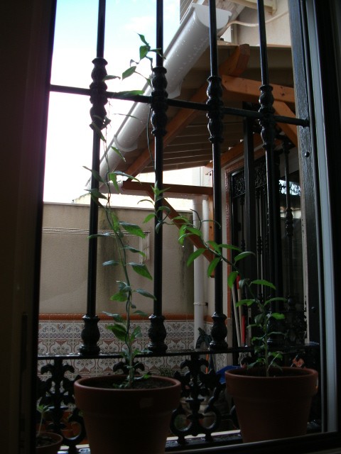 [Foto de planta, jardin, jardineria]