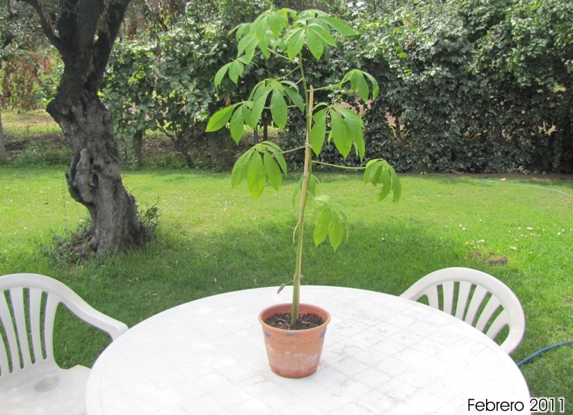 [Foto de planta, jardin, jardineria]