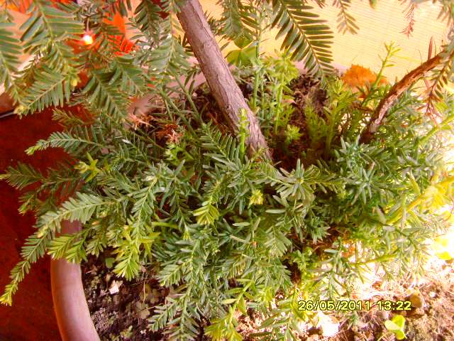 [Foto de planta, jardin, jardineria]