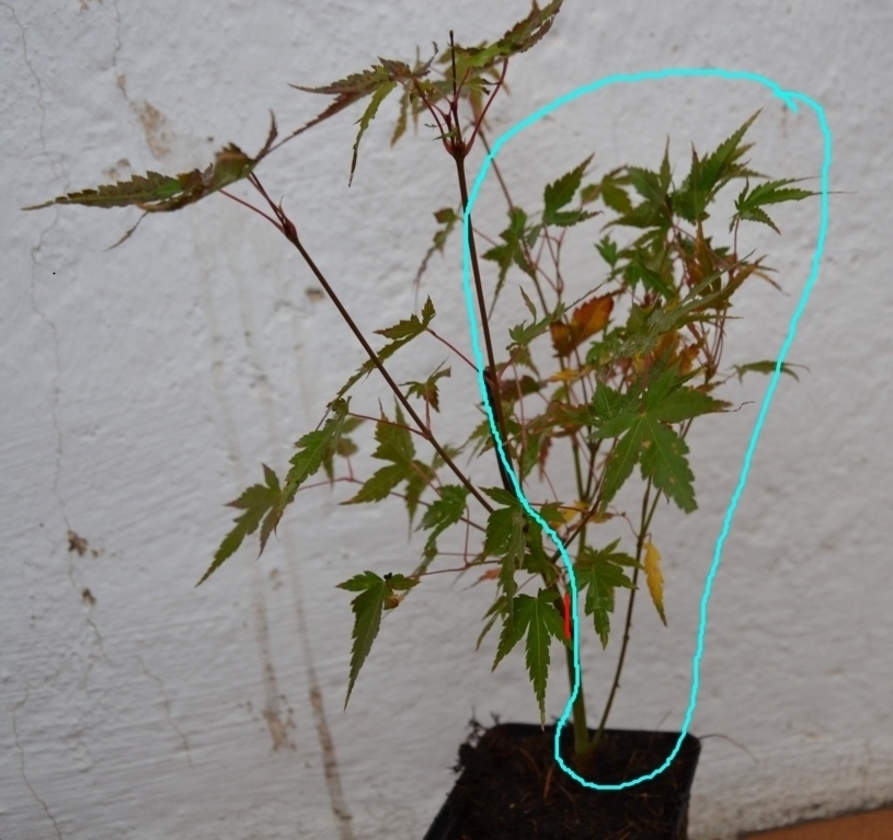 [Foto de planta, jardin, jardineria]