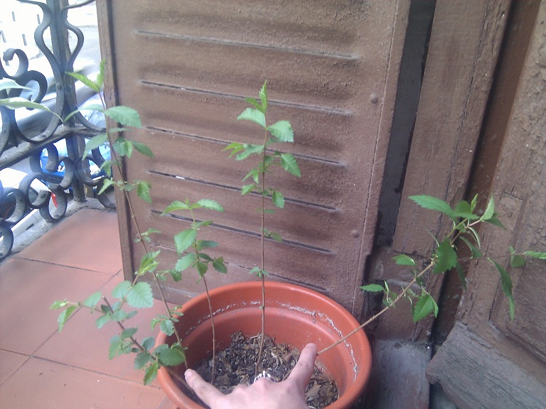 [Foto de planta, jardin, jardineria]