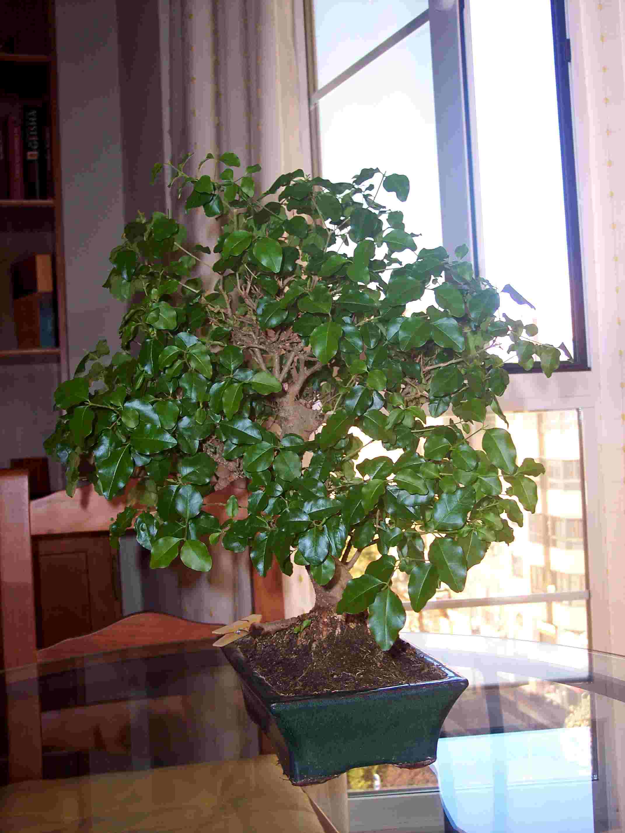 [Foto de planta, jardin, jardineria]