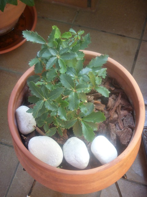 [Foto de planta, jardin, jardineria]