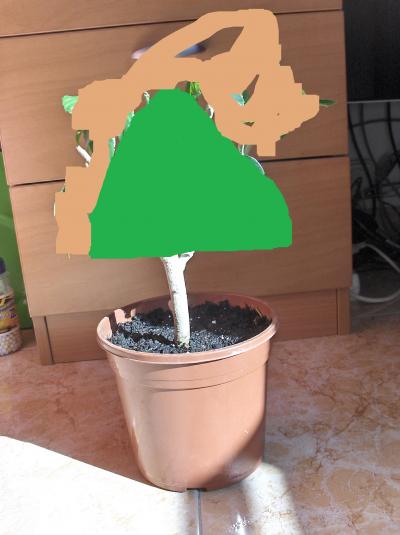[Foto de planta, jardin, jardineria]