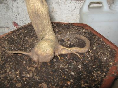 [Foto de planta, jardin, jardineria]