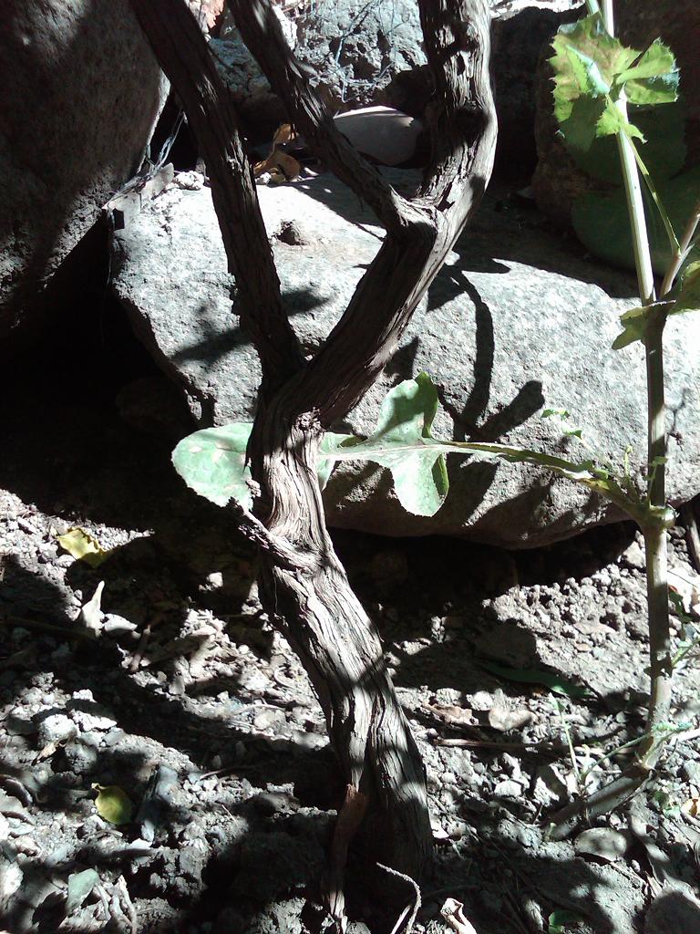 [Foto de planta, jardin, jardineria]