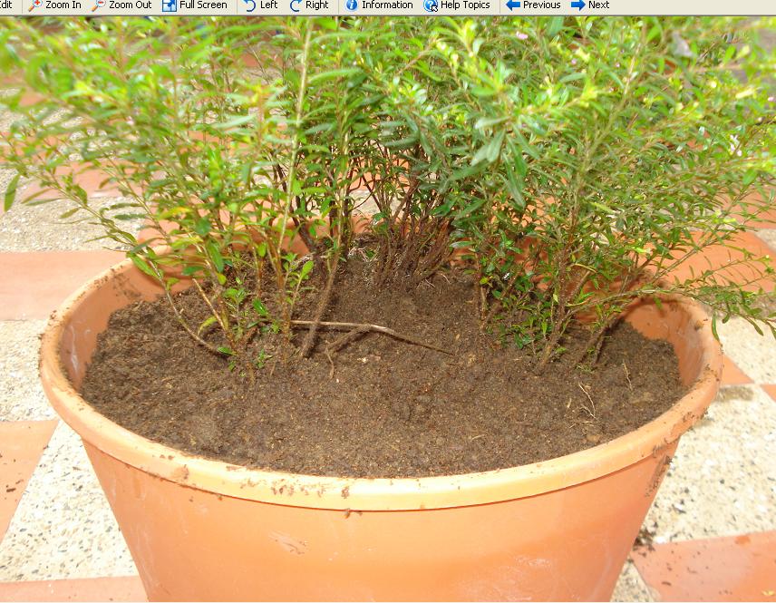 [Foto de planta, jardin, jardineria]