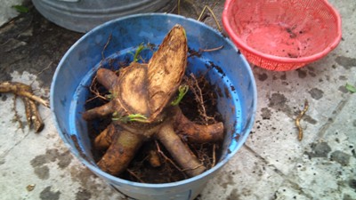 [Foto de planta, jardin, jardineria]