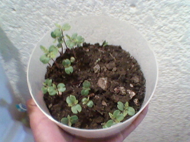 [Foto de planta, jardin, jardineria]