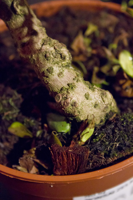 [Foto de planta, jardin, jardineria]