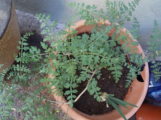 [Foto de planta, jardin, jardineria]