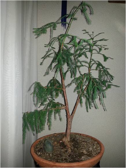 [Foto de planta, jardin, jardineria]