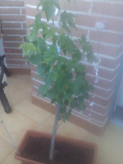 [Foto de planta, jardin, jardineria]
