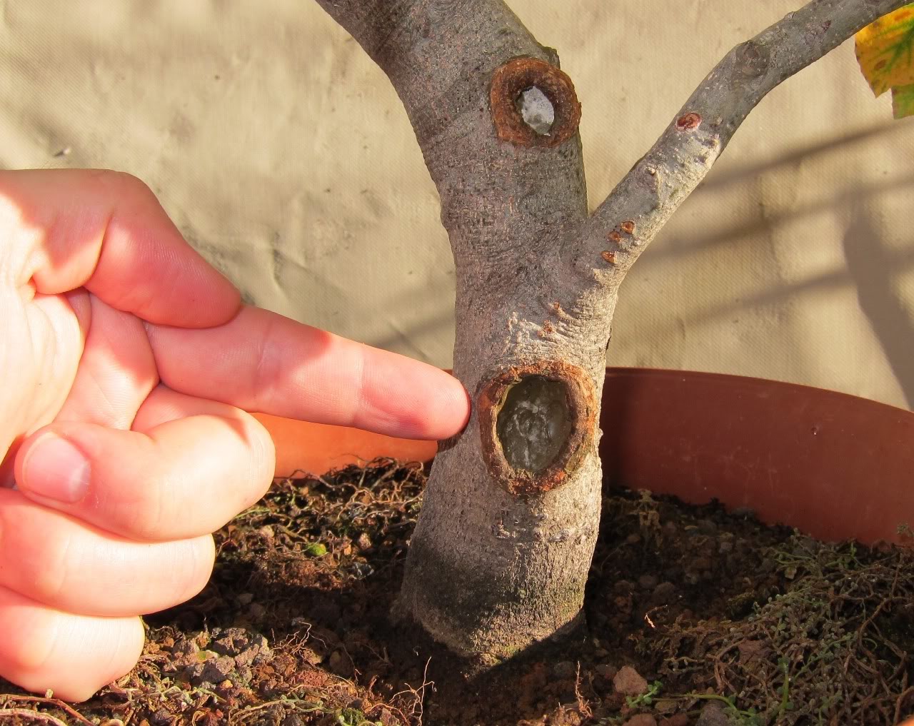 [Foto de planta, jardin, jardineria]