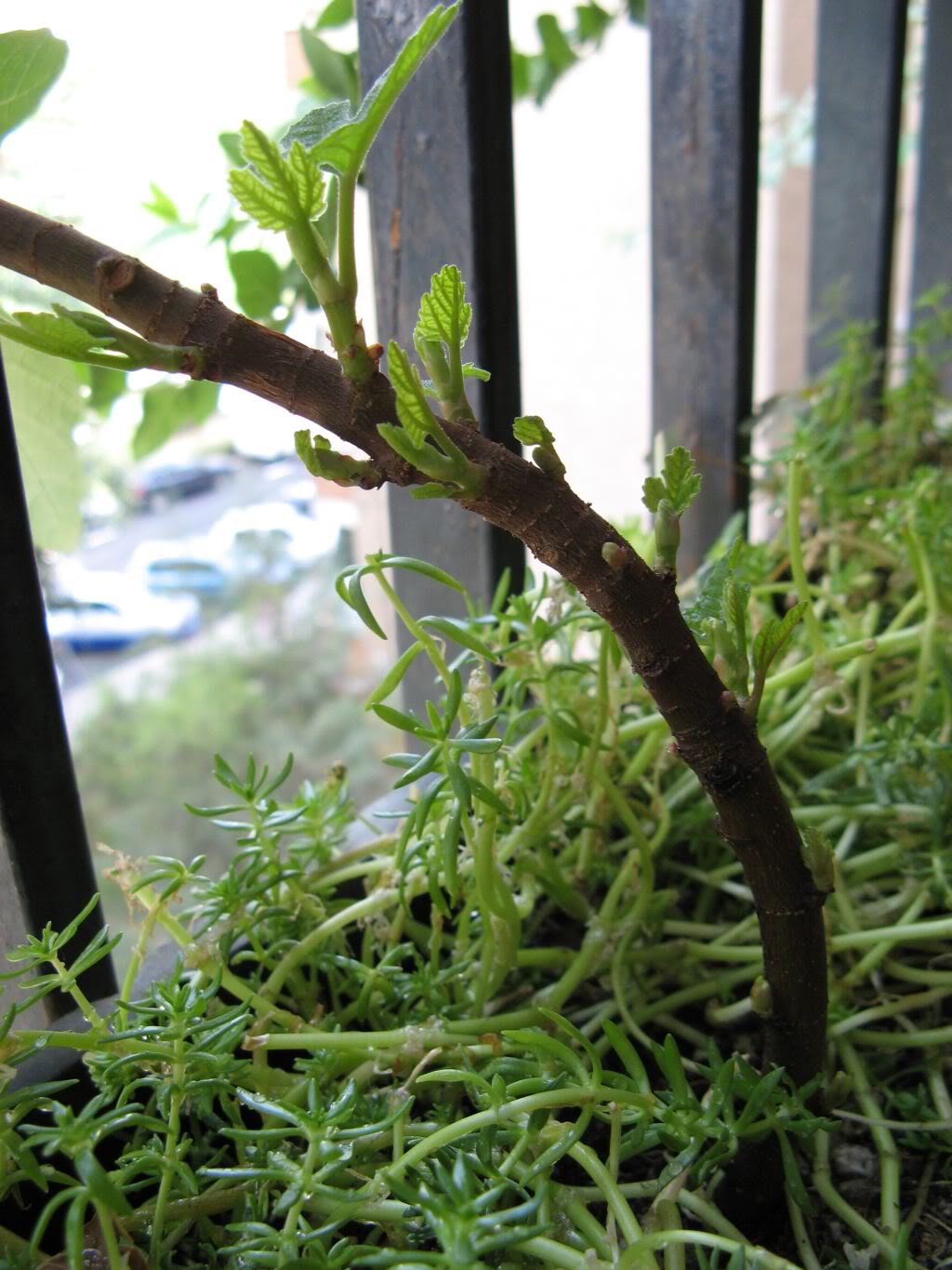 [Foto de planta, jardin, jardineria]