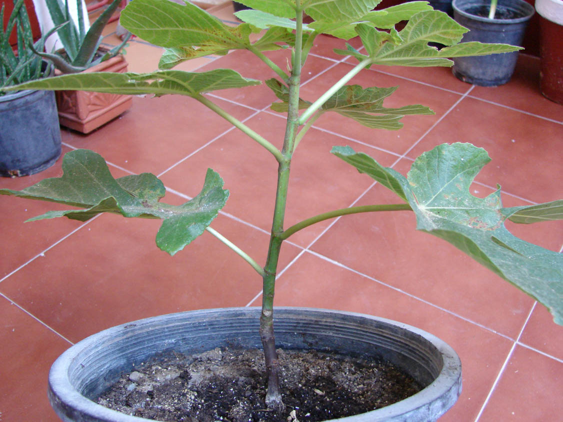 [Foto de planta, jardin, jardineria]