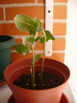 [Foto de planta, jardin, jardineria]