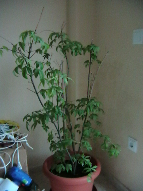 [Foto de planta, jardin, jardineria]