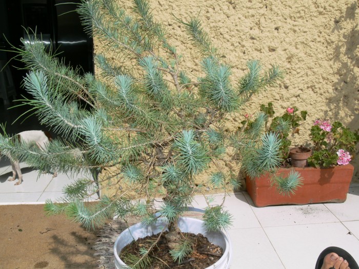 [Foto de planta, jardin, jardineria]