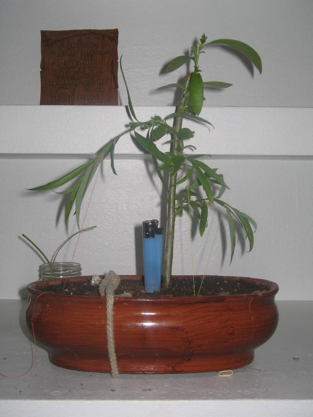 [Foto de planta, jardin, jardineria]