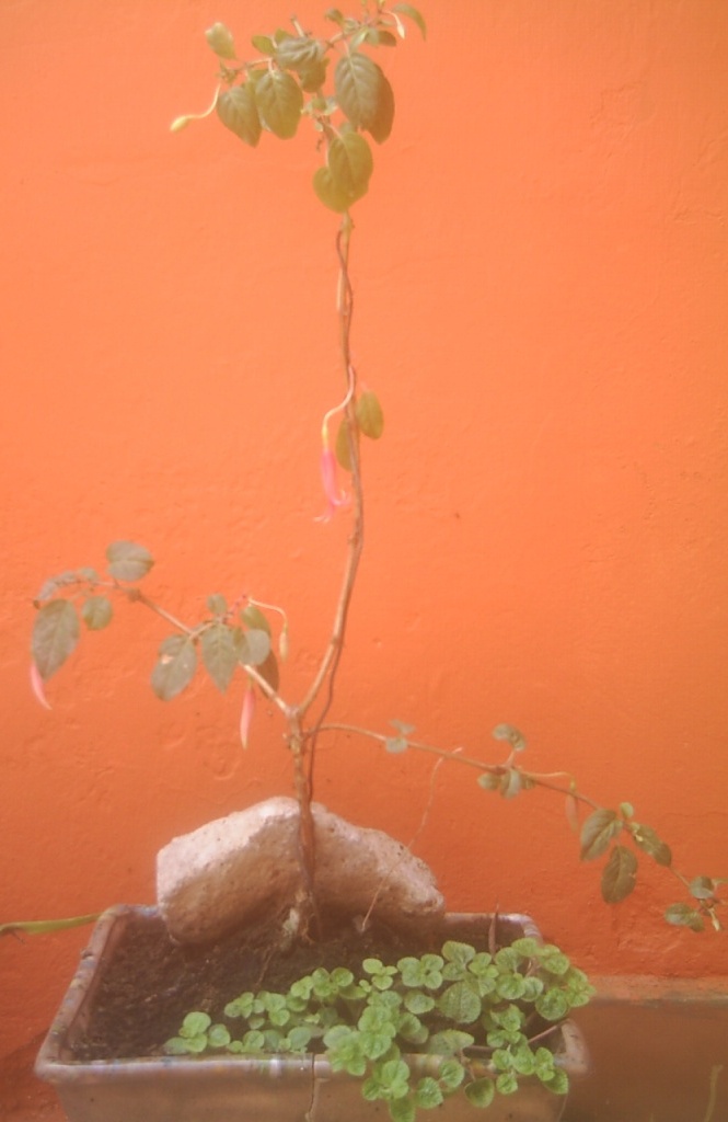 [Foto de planta, jardin, jardineria]