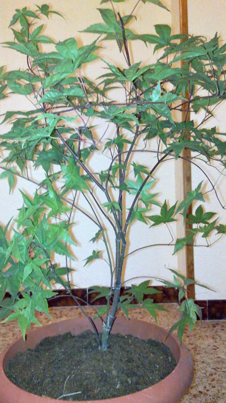 [Foto de planta, jardin, jardineria]