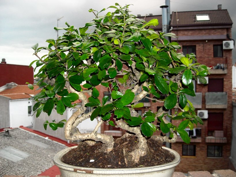 [Foto de planta, jardin, jardineria]