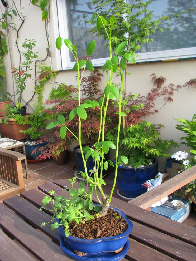 [Foto de planta, jardin, jardineria]