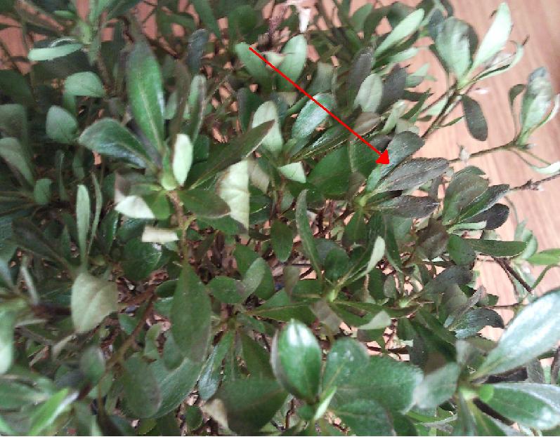 [Foto de planta, jardin, jardineria]
