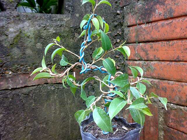 [Foto de planta, jardin, jardineria]