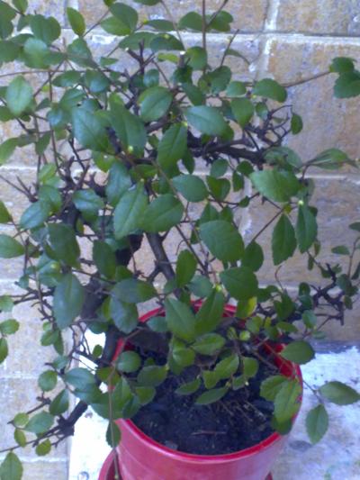 [Foto de planta, jardin, jardineria]
