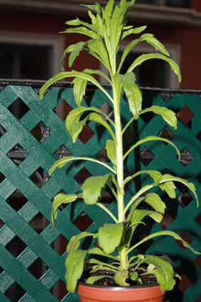 [Foto de planta, jardin, jardineria]