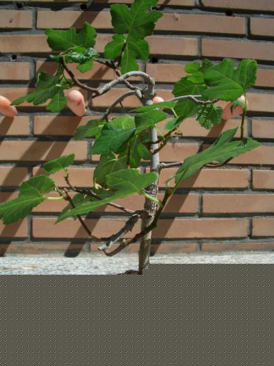 [Foto de planta, jardin, jardineria]