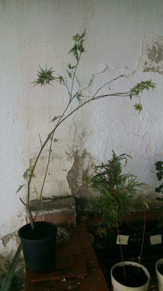 [Foto de planta, jardin, jardineria]