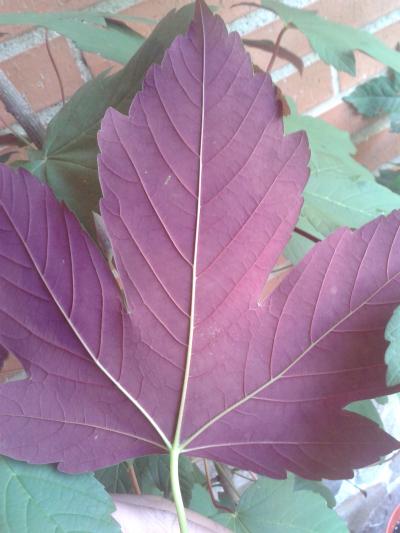 [Foto de planta, jardin, jardineria]