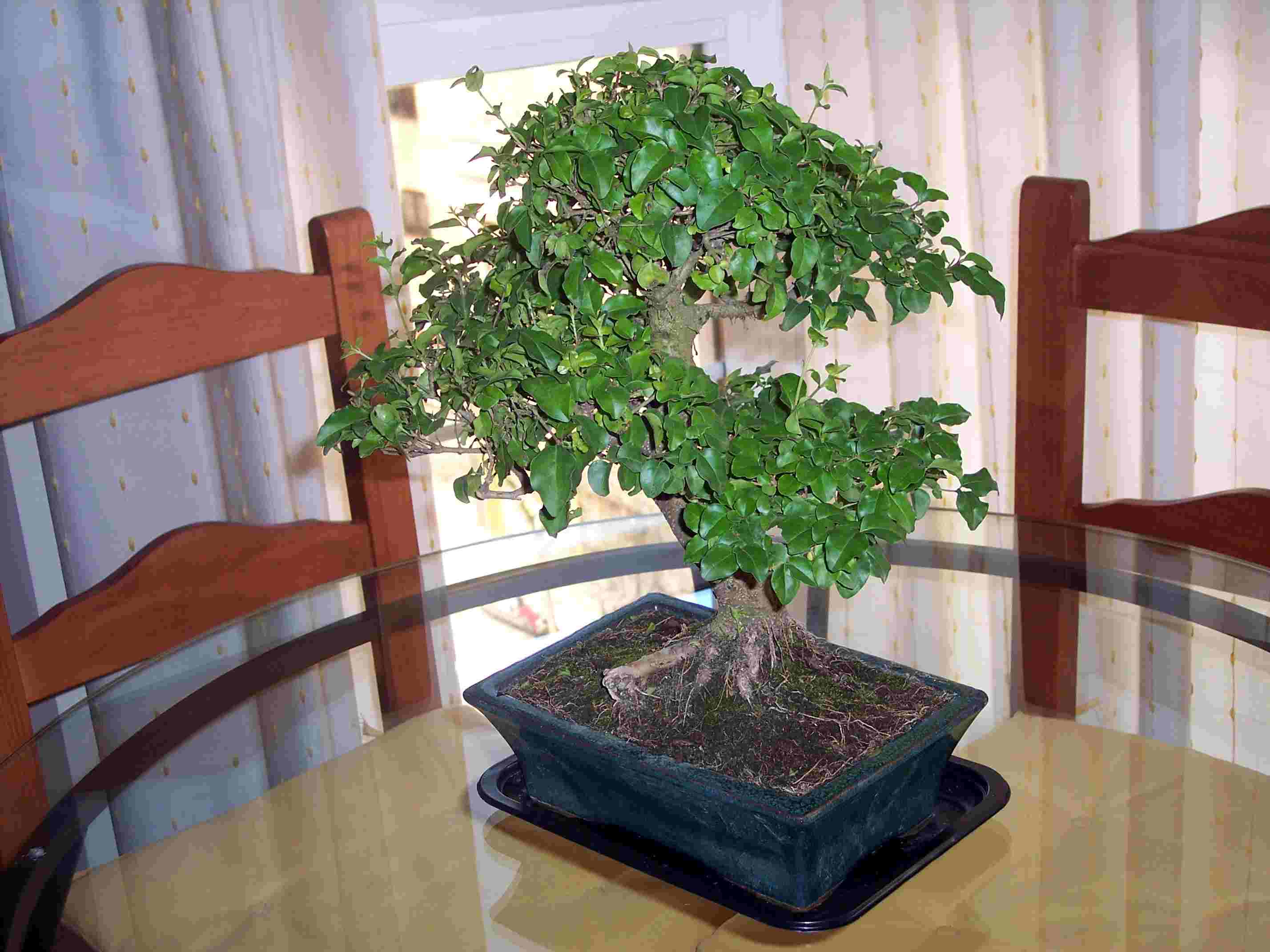 [Foto de planta, jardin, jardineria]