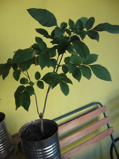 [Foto de planta, jardin, jardineria]