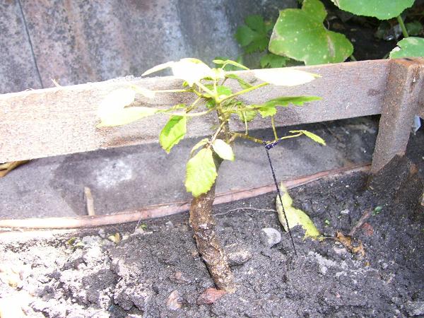[Foto de planta, jardin, jardineria]