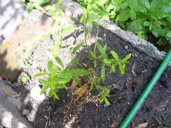 [Foto de planta, jardin, jardineria]