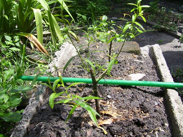 [Foto de planta, jardin, jardineria]