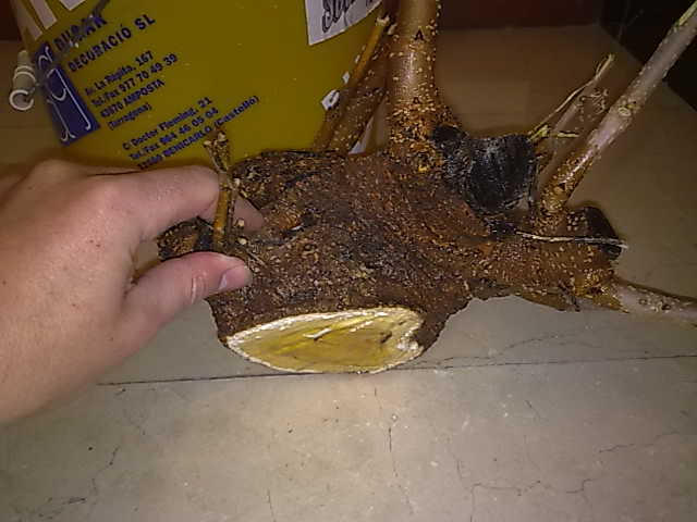 [Foto de planta, jardin, jardineria]